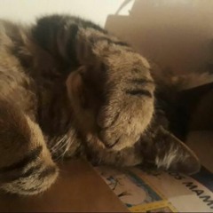 i miau gine (imaginé)