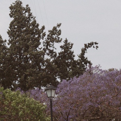 Stream Tall Trees In Eva Cassidy by Thelma Cázares Listen online for free on SoundCloud