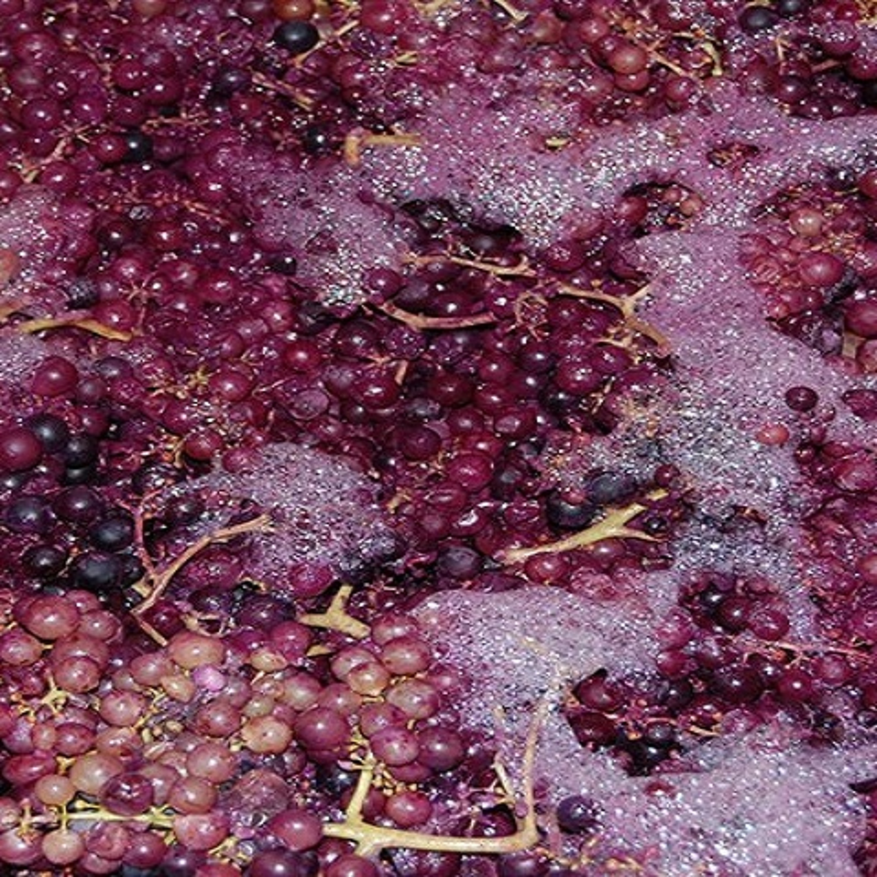 Episode 54-Carbonic Maceration, Technology In Wine, Wine Facts You Don't Need To Know