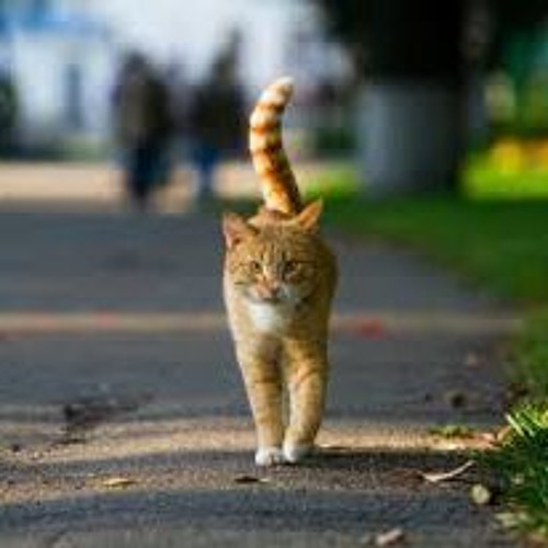 Stream Cat vs Dog RAP BATTLE (Acapella) by Random Idiot Listen