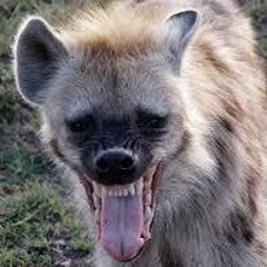 Hyena  Laugh