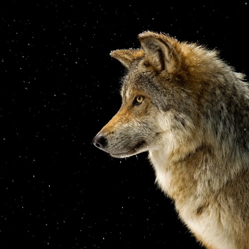 Mexican Wolf (ENG)