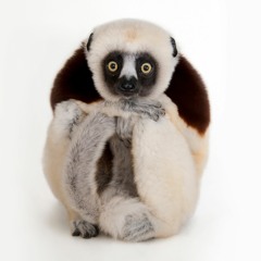 Coquerel's Sifaka (ENG)