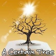 ~A Certain Tree~  Steve Jobe  BMI