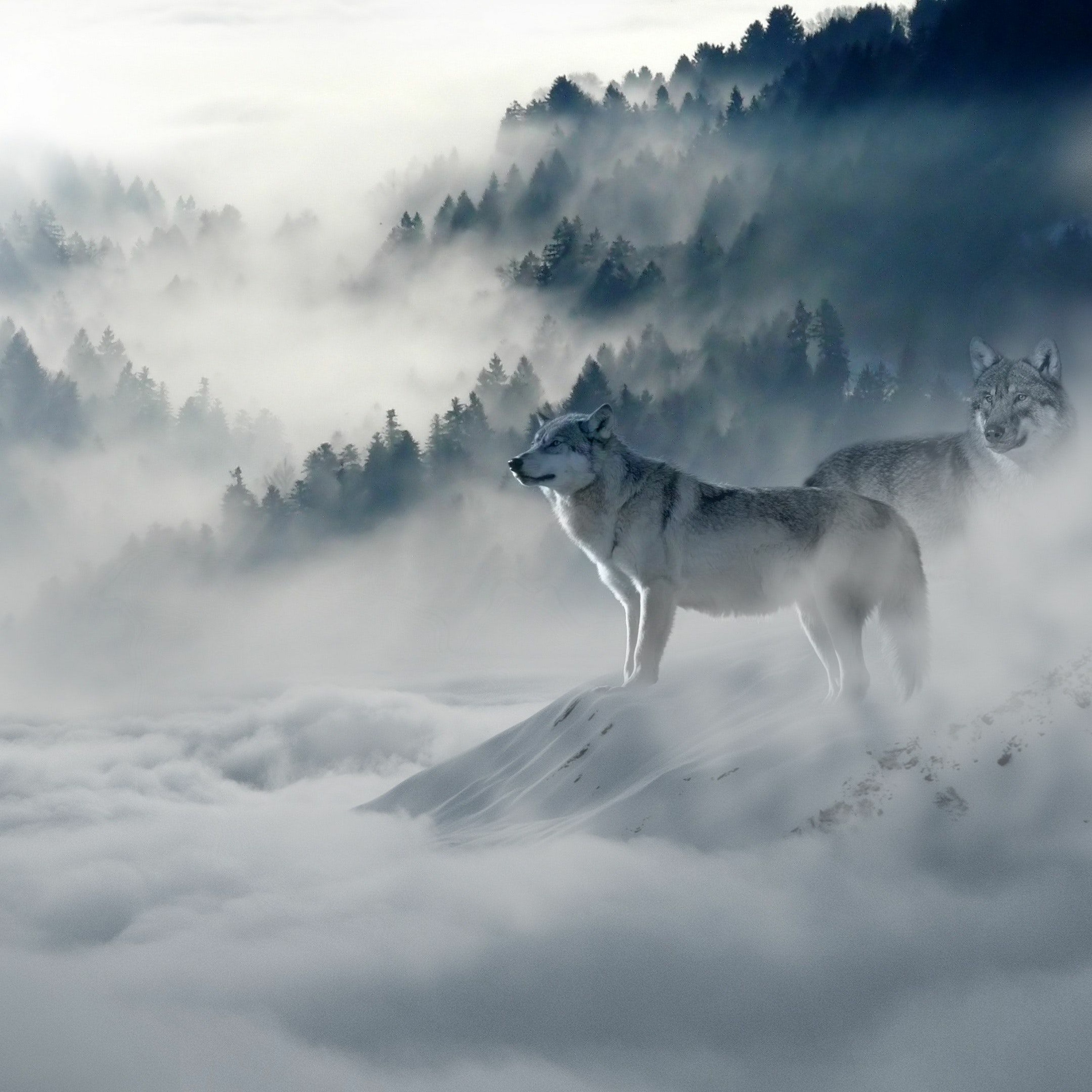 Gray Wolf Studio