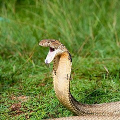 chronic anthem- chains got the flu (.you a-snake.)