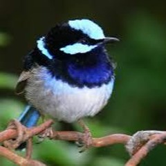 Paradise of Birds - Superb Fairy-Wren
