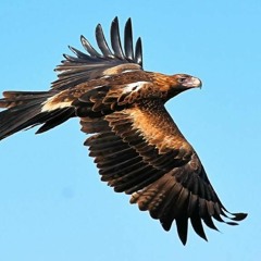 Paradise of Birds - Wedge-Tailed Eagle