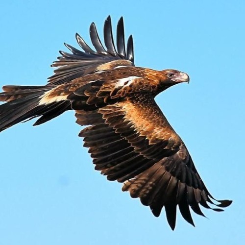 Paradise of Birds - Wedge-Tailed Eagle