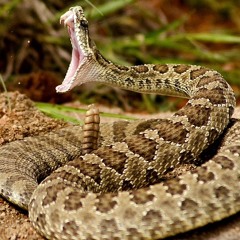 Rattlesnake Shake