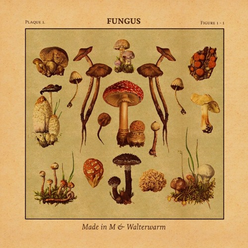 Fungus - Made in M & Walterwarm