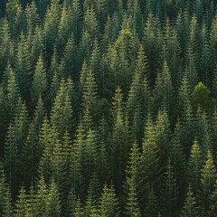 @pinehavenmusic