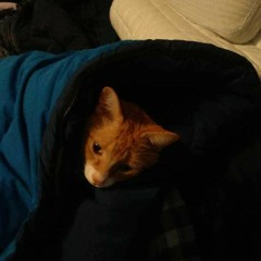 Hey Violet - O.D.D. Ukulele COVER