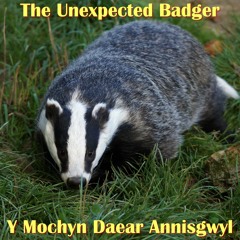 The Unexpected Badger / Y Mochyn Daear Annisgwyl