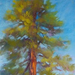 Douglas Fir Tree