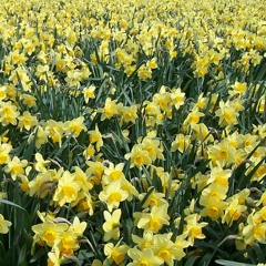 Caruso Guitar Solo Partly Improvised