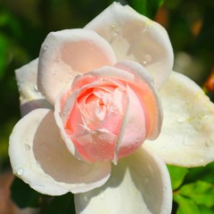 Roses (Blossom Take)