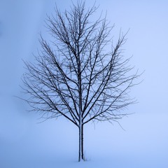 Cold Wind