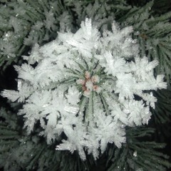 A taste of Nhoohr (selected pieces)