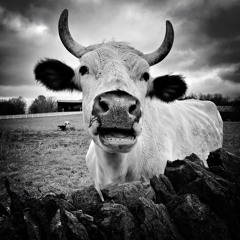 Sacred Cow (Ruling Class Clown)