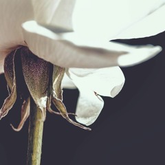 A Good Day In Nogales