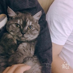 Đi học - sáo mèo