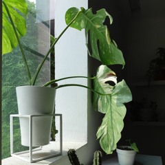 Sal Priadi - Melebur Semesta  (Guitarlele Cover)