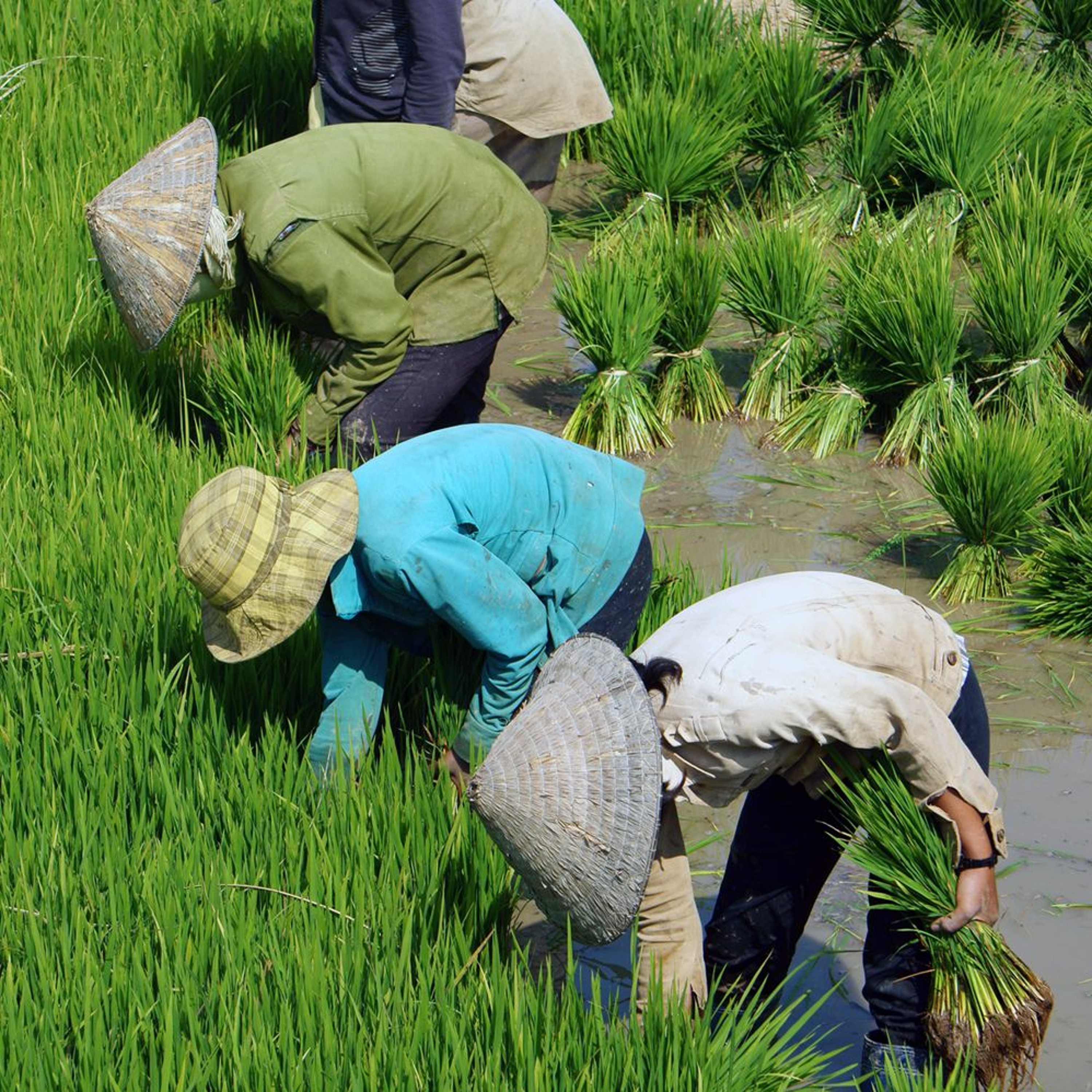 Asia\'s Developing Future