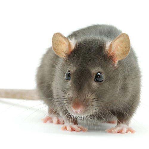 Rats Birthday Mixtape Orig.