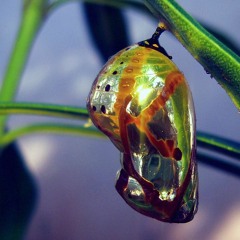 Infinite Rift (DreamStasis LVL1)