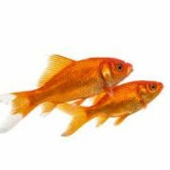 "GOLDFISH" (LOGAN Mix) B  by PRIMADONNA