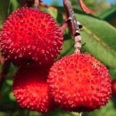 CHRO18110 - Fruits Sauvages