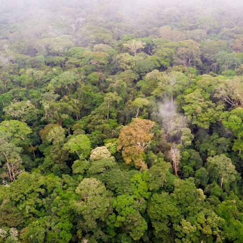 Congo Basin Rainforest 2018