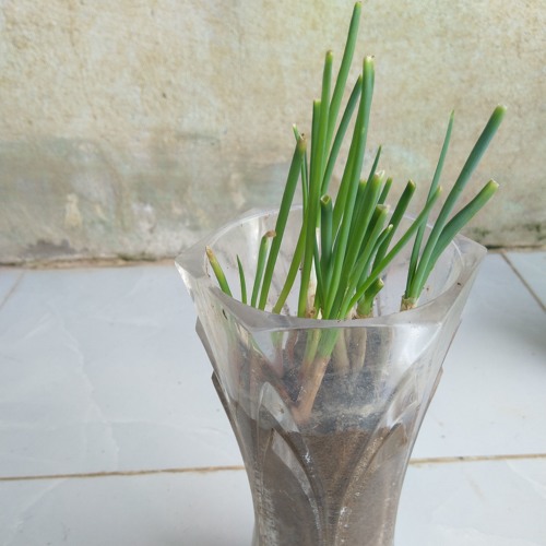 Nhạc TÂM TRẠNG