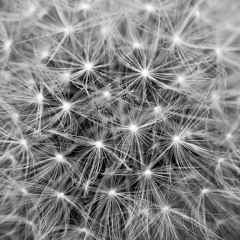 The Bloom *Instrumental