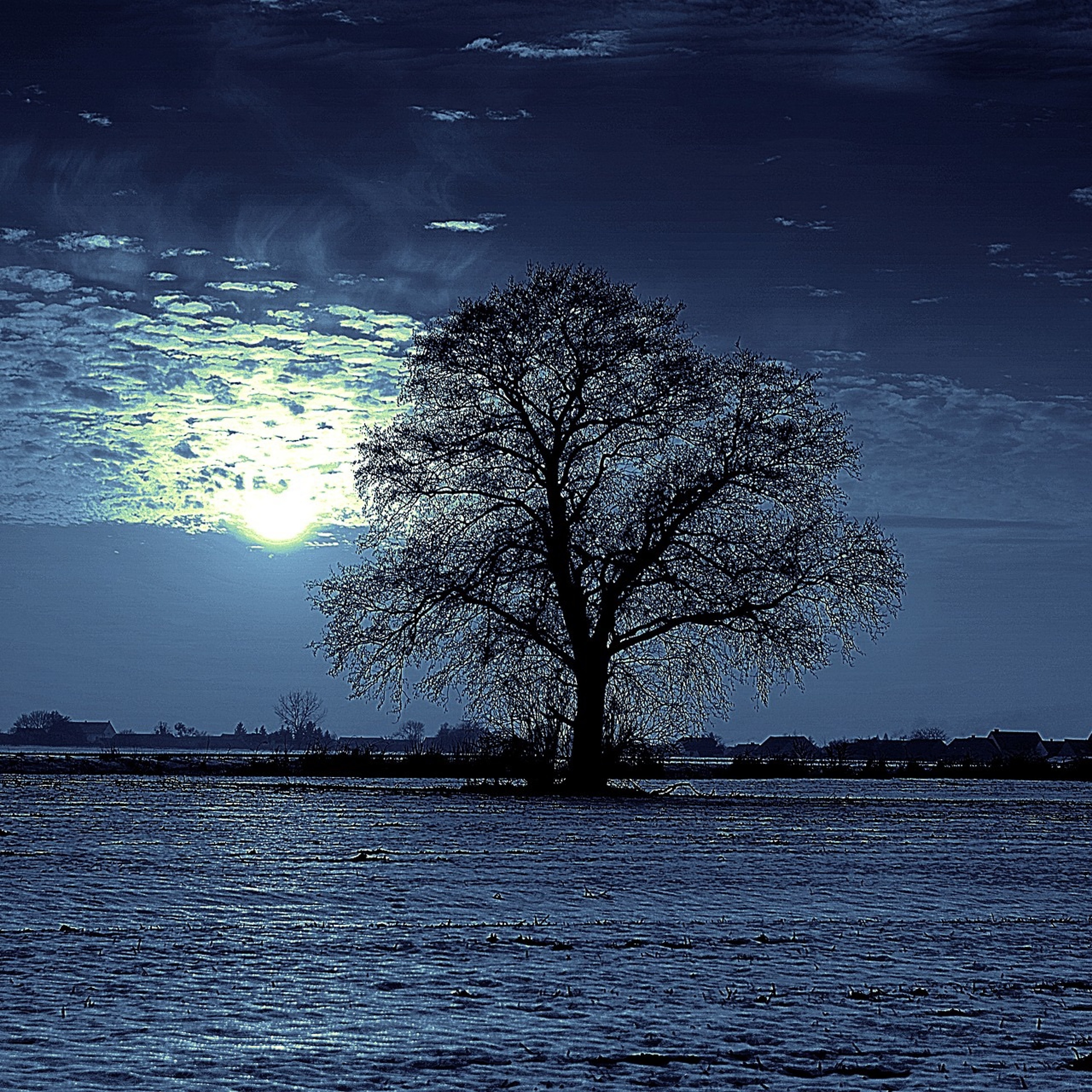 Ночи серых дней короче. Дерево ночью. Одинокое дерево ночью. Деревья у озера ночь. Луна и дерево.
