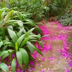 Your Trail (sibum)