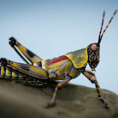 The Grass Hopper