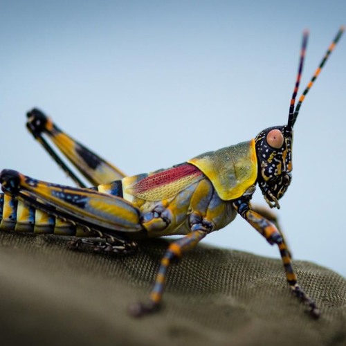 The Grass Hopper