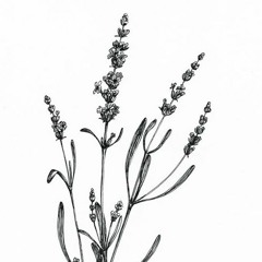 DEVESTALE - Lavender Tea