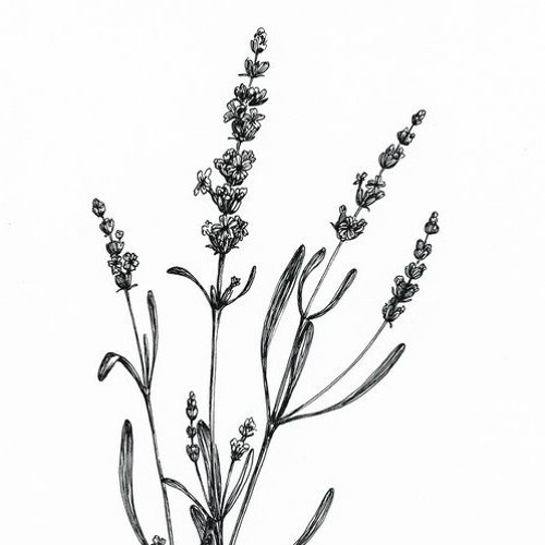 DEVESTALE - Lavender Tea