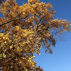 Samuel Coleridge Taylor Quintet: Movement 2 Excerpt 2016