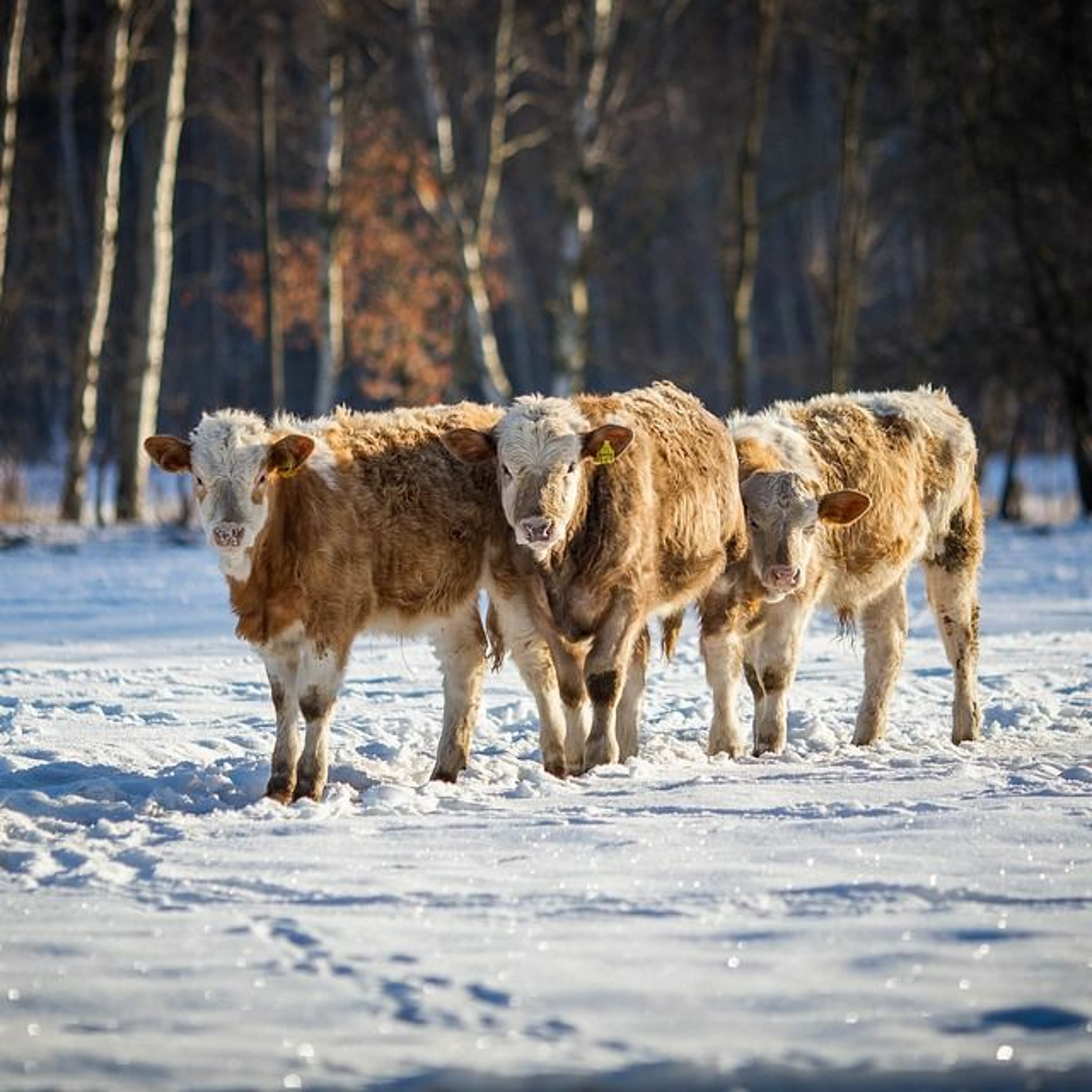 Rural Roots Canada