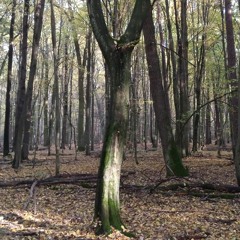 BreadBurner - Amen Forest