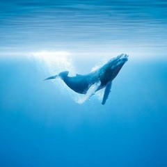 Loneliest Whale (52-hertz)