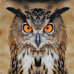 5 - Peter Akro - Aves Nocturnas (Voces Lejanas).