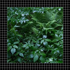 THE REAL LATIN JUNGLE (No - Fi Dub)
