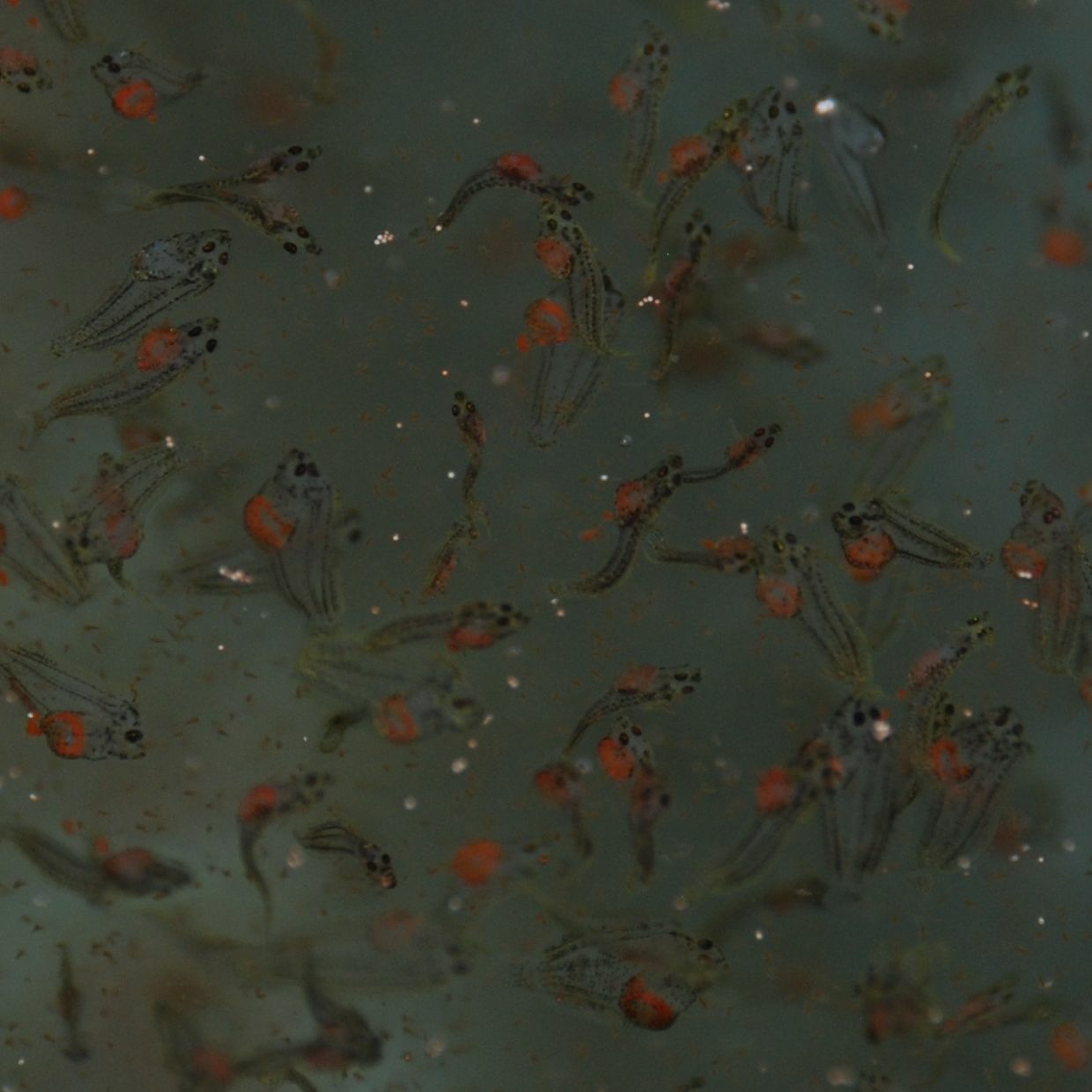 Coastal Advocacy Adventures Podcast