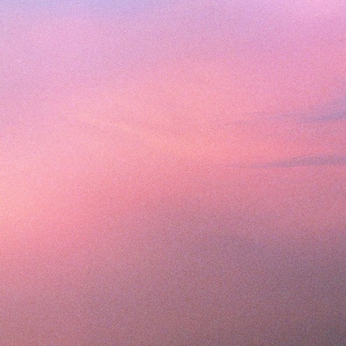 camomille