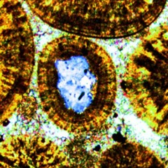 Diagenesis (Rumblin Cynth Rampo)